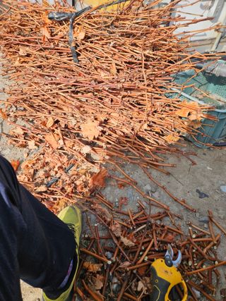 농업회사법인무지개주식회사님의 기타작물 · 영농일지 작성글 사진