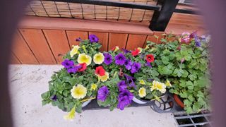 이수현님의 기타작물 · 영농일지 작성글 사진