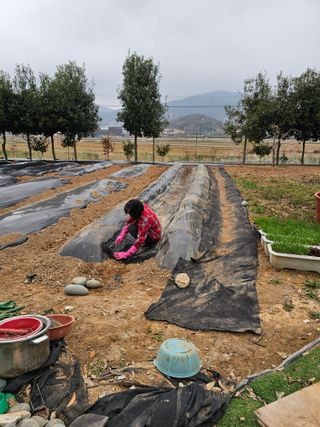 이수현님의 기타작물 · 영농일지 작성글 사진