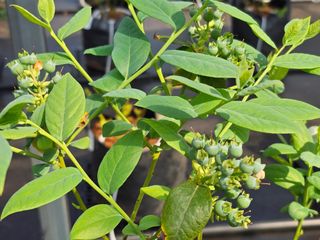 예소랑지기님의 기타작물 · 영농일지 작성글 사진