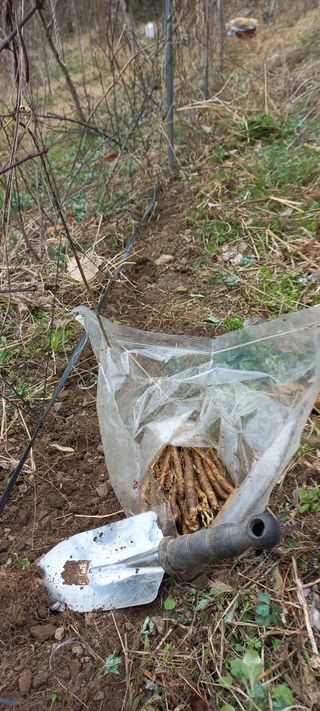 정석채님의 기타작물 · 영농일지 작성글 사진