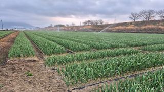 서정욱님의 마늘 · 영농일지 작성글 사진