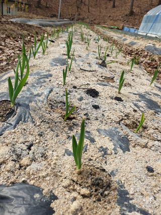 샤이니바다님의 기타작물 · 영농일지 작성글 사진