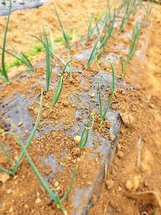 한상숙님의 기타작물 · 영농일지 작성글 사진