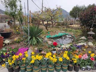 이수현님의 기타작물 · 영농일지 작성글 사진