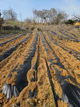 팜모닝 기타작물·영농일지 게시글 이미지