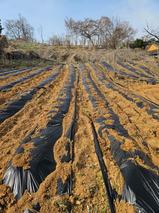 이기연님의 기타작물 · 영농일지 작성글 사진