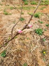 팜모닝 복숭아·영농일지 게시글 이미지