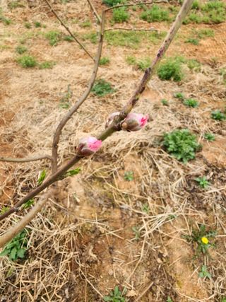 김영준님의 복숭아 · 영농일지 작성글 사진