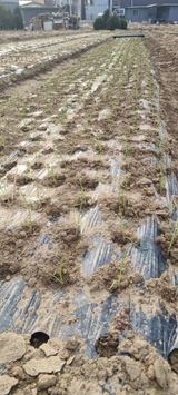 팜모닝 양파·영농일지 게시글 이미지