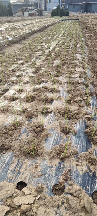 이사장님의 양파 · 영농일지 작성글 사진