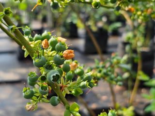 예소랑지기님의 기타작물 · 영농일지 작성글 사진