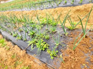 한상숙님의 기타작물 · 영농일지 작성글 사진