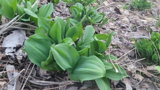 여우내 이순홍님의 기타작물 · 영농일지 작성글 사진