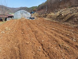 정희군님의 감자 · 영농일지 작성글 사진