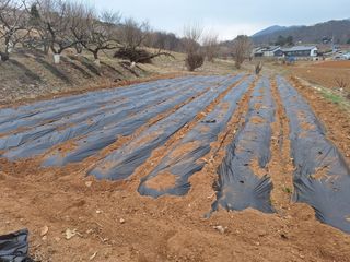 정희군님의 감자 · 영농일지 작성글 사진