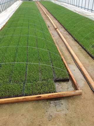 장정구님의 파 · 영농일지 작성글 사진