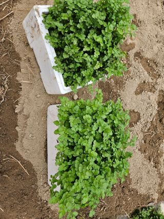 김용석님의 기타작물 · 영농일지 작성글 사진