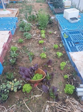 김정은님의 기타작물 · 영농일지 작성글 사진