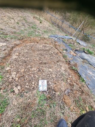 라온베리님의 기타작물 · 영농일지 작성글 사진