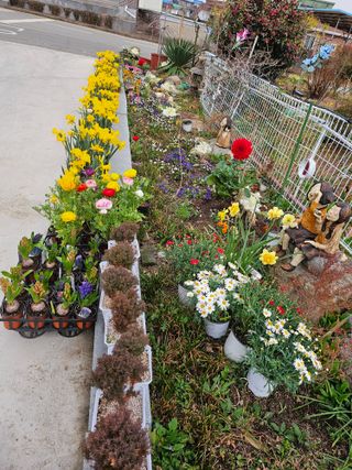 이수현님의 기타작물 · 영농일지 작성글 사진