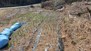 태능김동수님의 기타작물 · 영농일지 작성글 사진