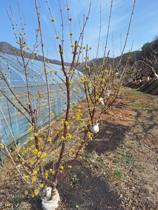 정희군님의 감자 · 영농일지 작성글 사진