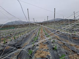 성실한 농부님의 기타작물 · 영농일지 작성글 사진