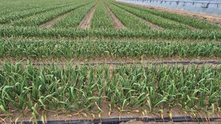 서정욱님의 마늘 · 영농일지 작성글 사진