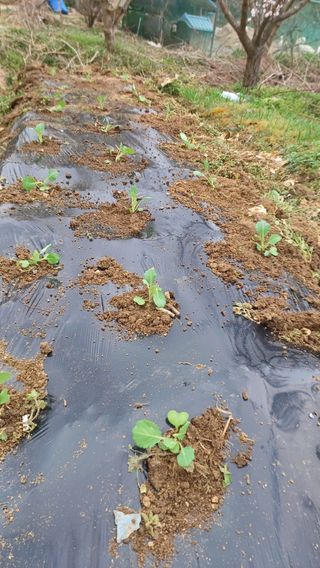 산골촌부님의 양배추 · 영농일지 작성글 사진