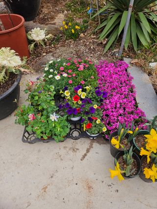 이수현님의 기타작물 · 영농일지 작성글 사진