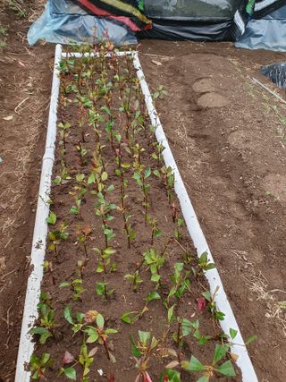 김정관님의 기타작물 · 영농일지 작성글 사진