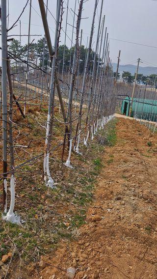 오금빛사과농장님의 기타작물 · 영농일지 작성글 사진