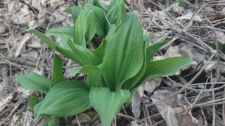 여우내 이순홍님의 기타작물 · 영농일지 작성글 사진
