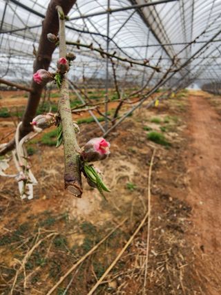 김영준님의 복숭아 · 영농일지 작성글 사진