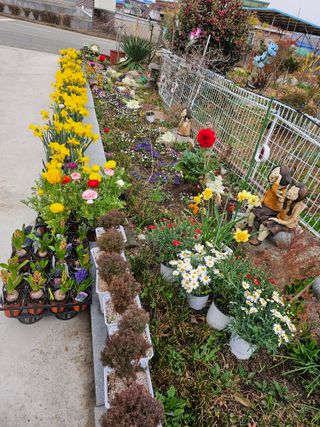이수현님의 기타작물 · 영농일지 작성글 사진