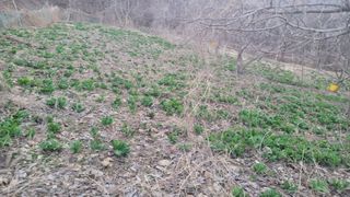 여우내 이순홍님의 기타작물 · 영농일지 작성글 사진