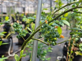 예소랑지기님의 기타작물 · 영농일지 작성글 사진