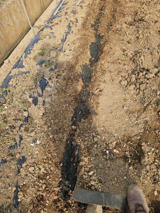 왜목 김진규님의 기타작물 · 영농일지 작성글 사진