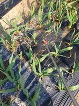 팜모닝 마늘·영농일지 게시글 이미지