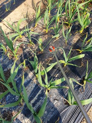 김양석님의 마늘 · 영농일지 작성글 사진