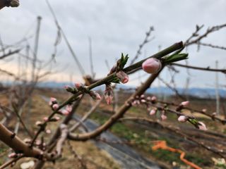꿀복이농장님의 복숭아 · 영농일지 작성글 사진