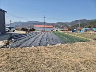 박주희님의 마늘 · 영농일지 작성글 사진