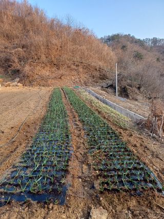감7195님의 기타작물 · 영농일지 작성글 사진