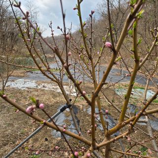 양배추21889님의 복숭아 · 영농일지 작성글 사진
