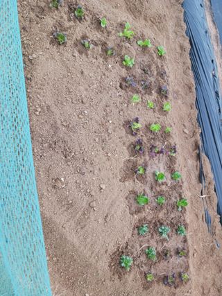 유병천님의 기타작물 · 영농일지 작성글 사진