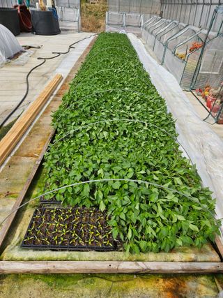 백호순(후추)님의 고추 · 영농일지 작성글 사진