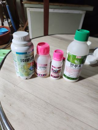 벽창호(죽동농부)님의 마늘 · 영농일지 작성글 사진