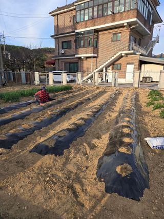 뚜벅이님의 기타작물 · 영농일지 작성글 사진