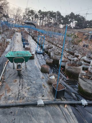 벽창호(죽동농부)님의 블루베리 · 영농일지 작성글 사진